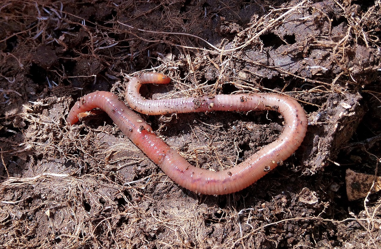 Home Composting Made Easy - An Eco-Friendly Guide